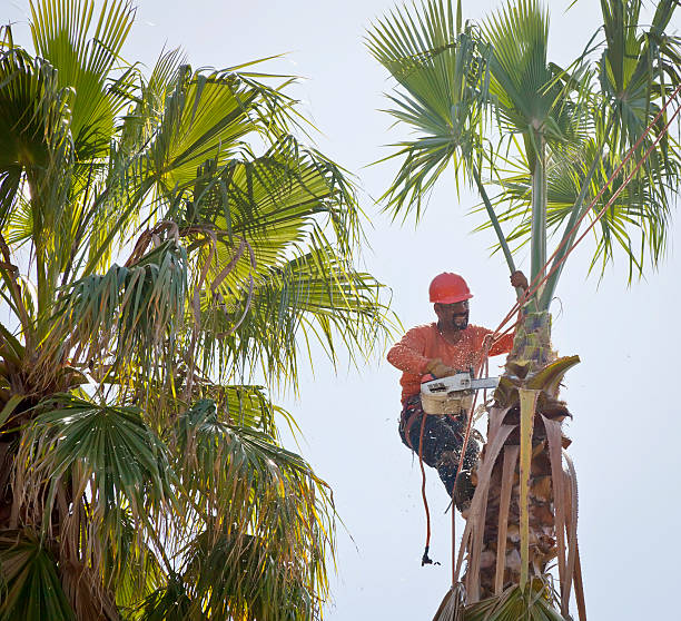 Dead Tree Removal in St George, SC